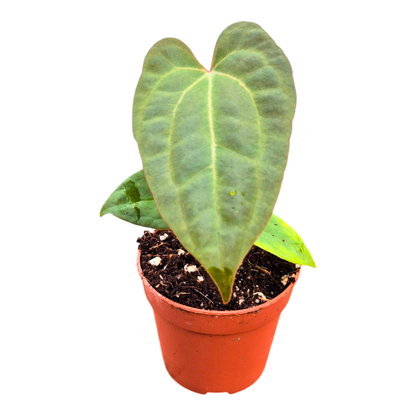 Anthurium Dark Phoenix x Papillilaminum