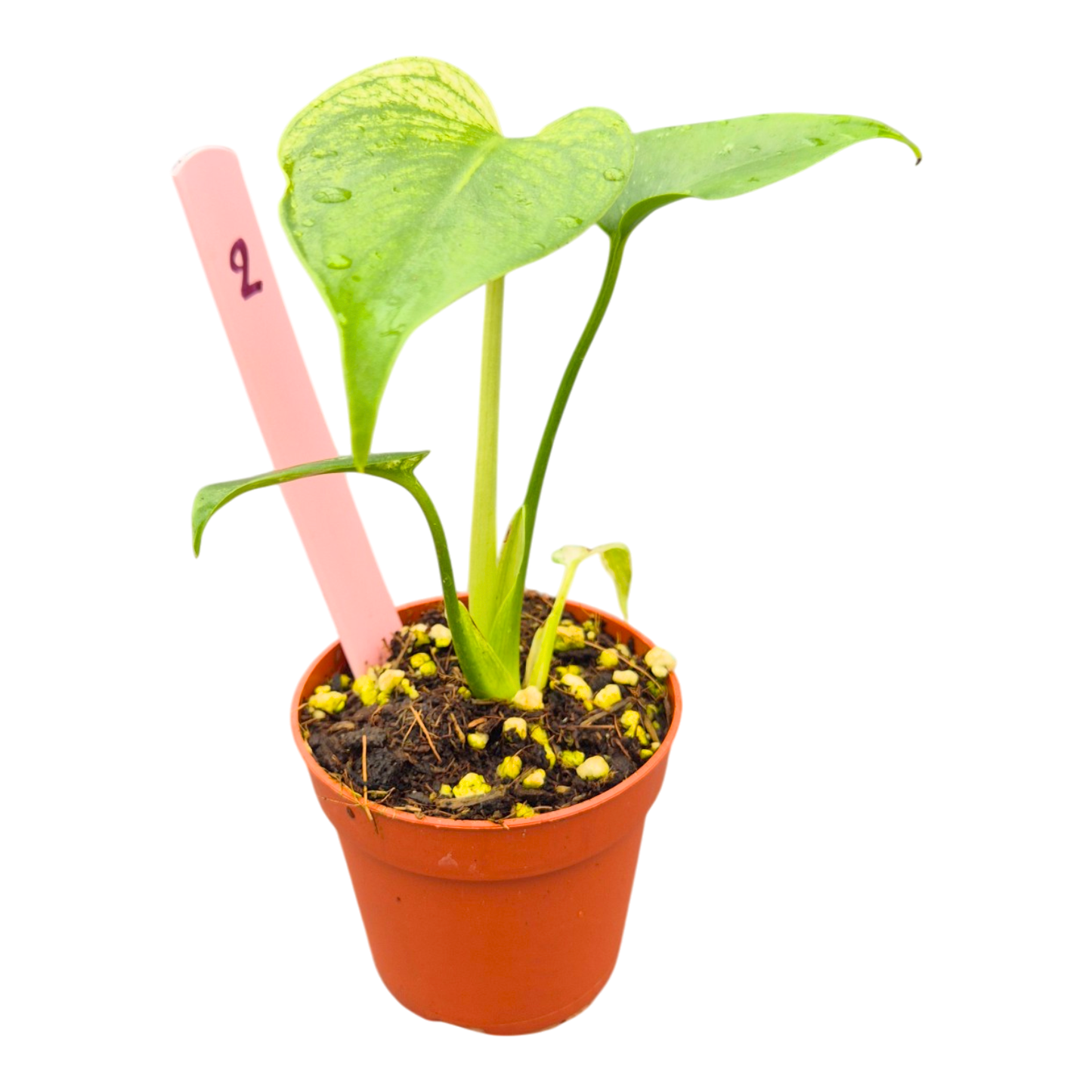 Selected Monstera Devil Monster
