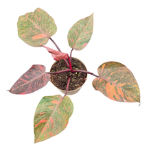 Philodendron Orange Princess Galaxy