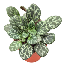 Primulina Yungfuensis