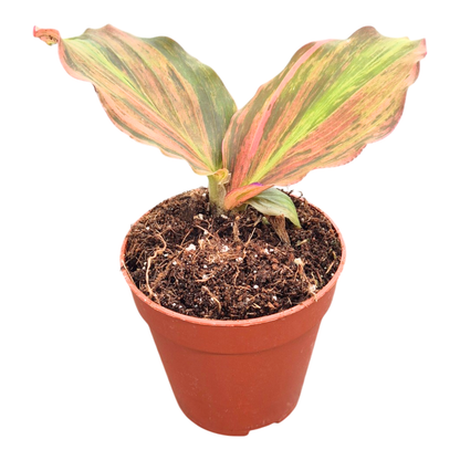 Kaempferia pulchra variegata różowa