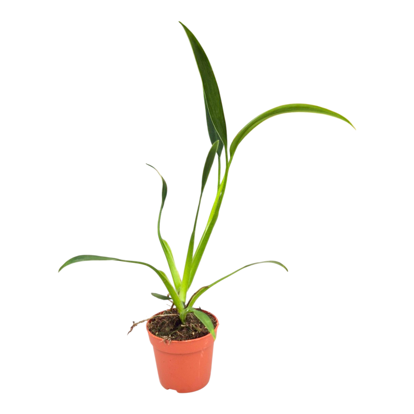 Philodendron Sucre Slim