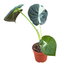 Selected Alocasia Regal Shields Variegata