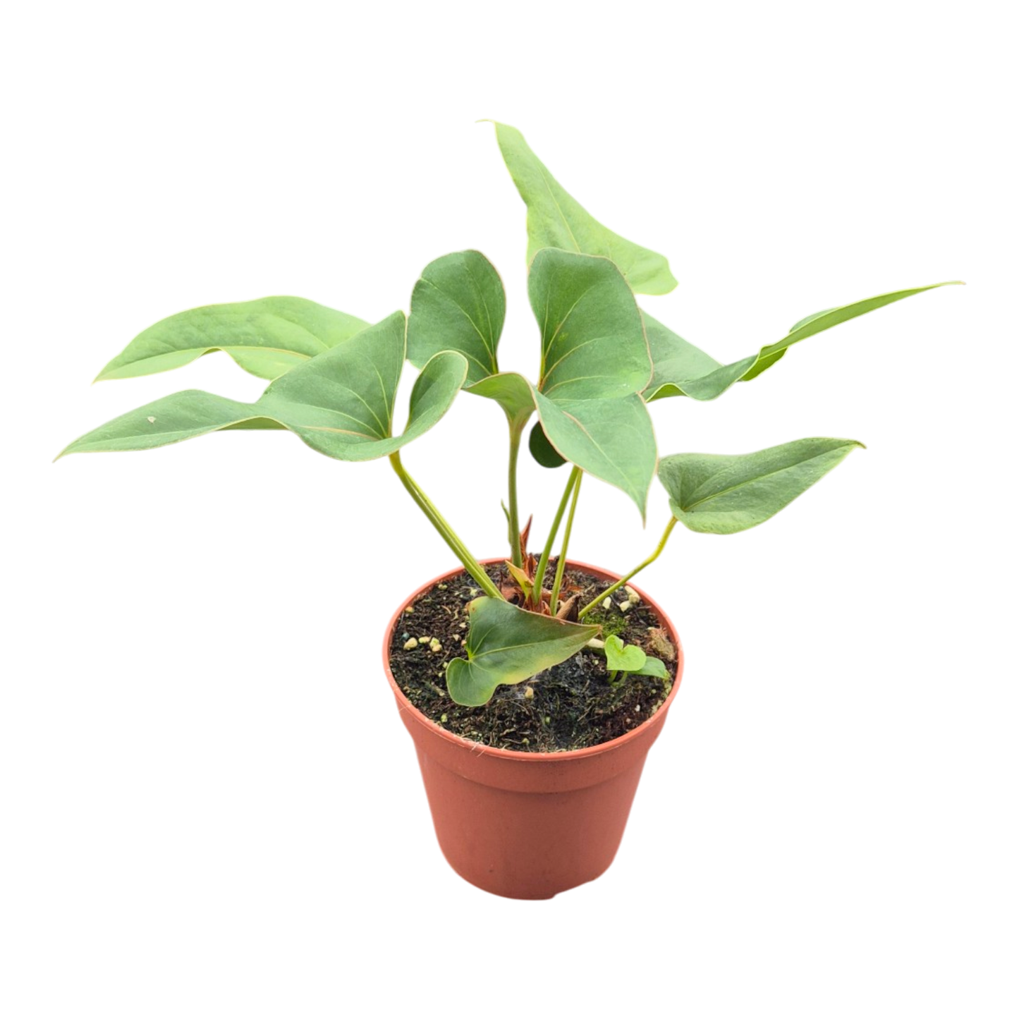Anthurium Brownii