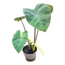 Colocasia Hybrid Lime Oasis