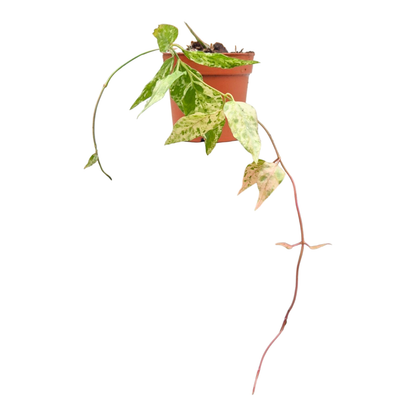 Dregea Sinensis Variegata