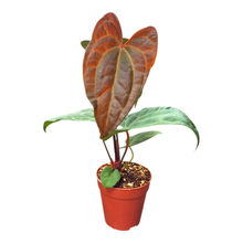 Anthurium Ace of Spades x Papillilaminum