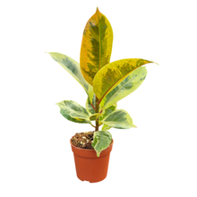 Ficus Shivereana