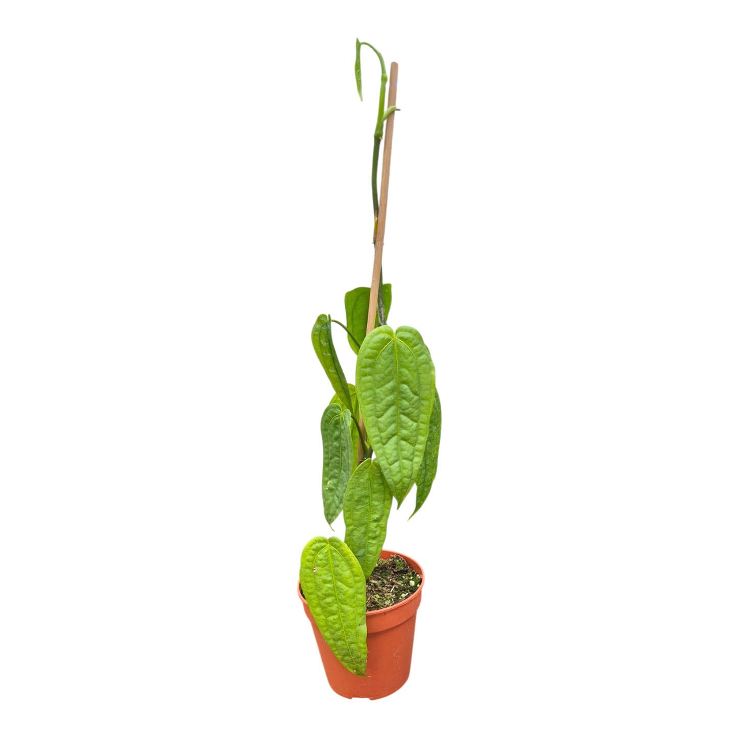 Anthurium sp. Limon