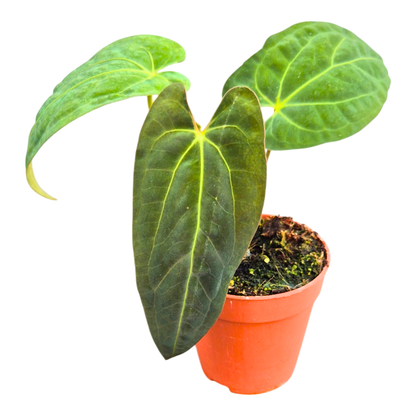 Anthurium Papillilaminum