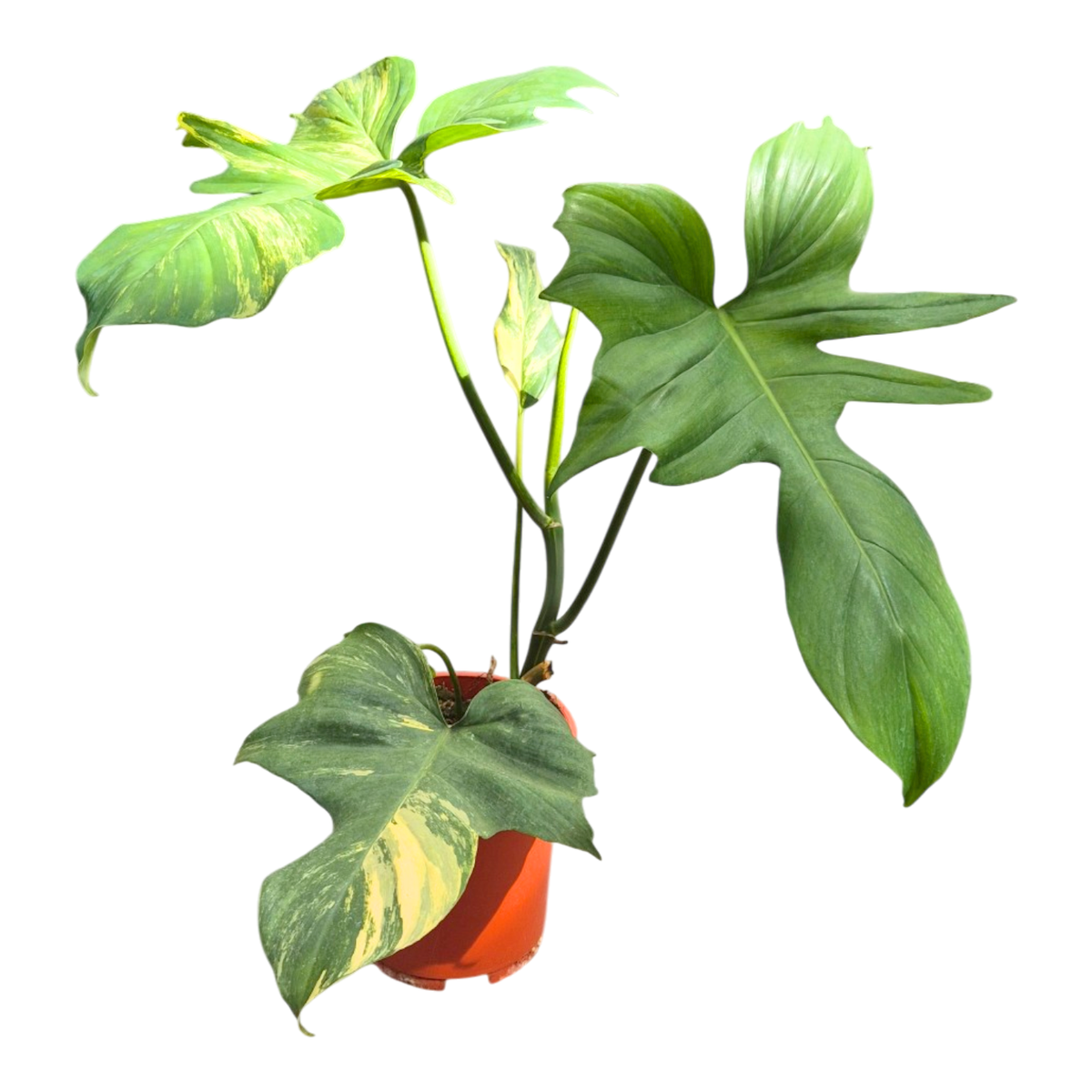 Philodendron Florida Beauty x Mayoi
