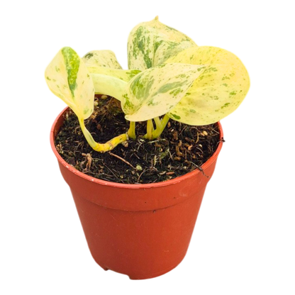 Scindapsus Peasun Variegata