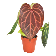 Selected DocBlock Anthurium Angela® '35' X Black Widow® '13'