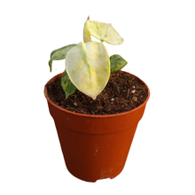 Alocasia Ninja Tricolor