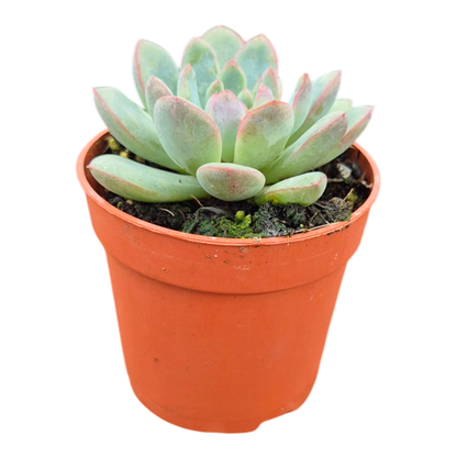 Echeveria No ID