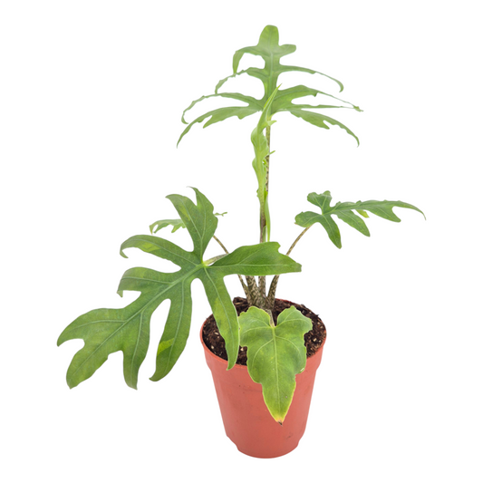 Alocasia Brancifolia