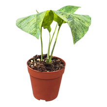 Epipremnum Pinnatum Minze