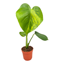 Monstera Deliciosa Green on Green