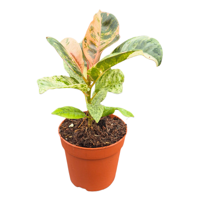 Ficus Shivereana Moonshine