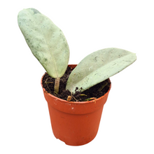 Hoya Wilbur Graves Super Silver