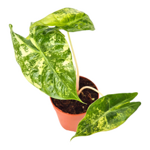 Alocasia Nairobi Night Variegata