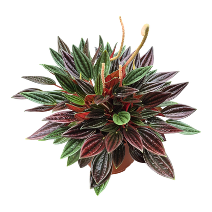 Peperomia Caperata Rosso