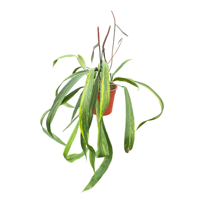 Anthurium Vittarifolium Less Variegata