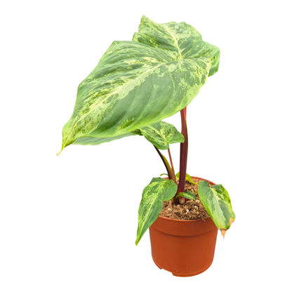 Homalomena Red Stem Variegata