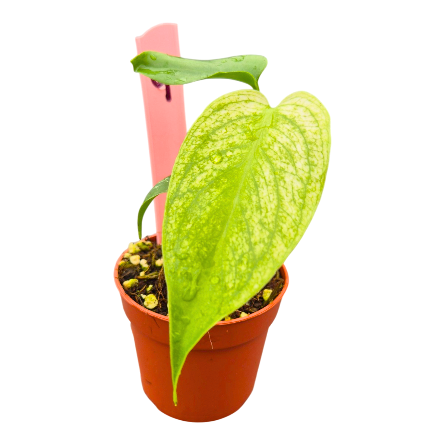 Selected Monstera Devil Monster
