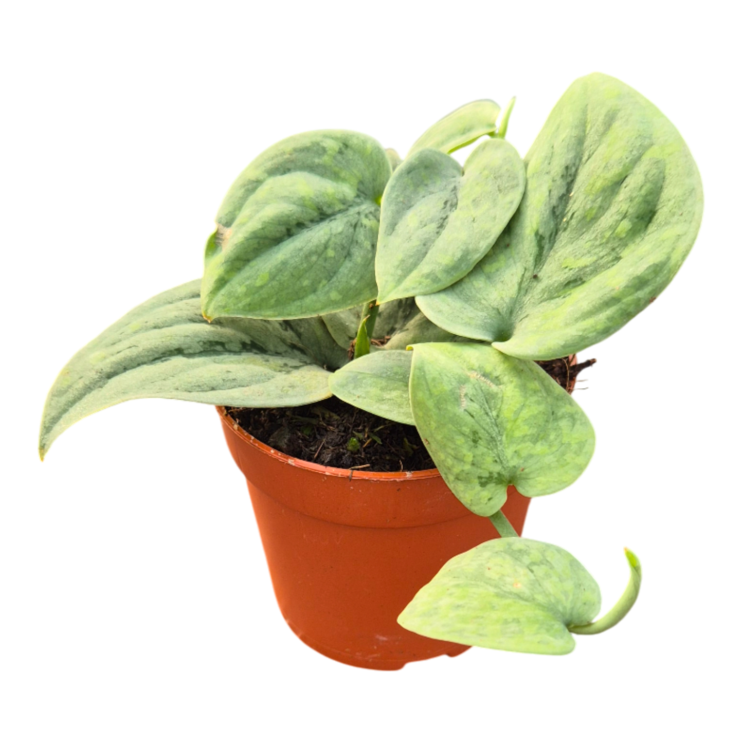 Scindapsus « Wallet Sakti »