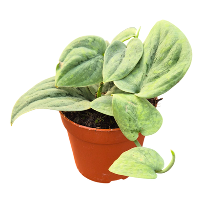 Scindapsus Wallet Sakti