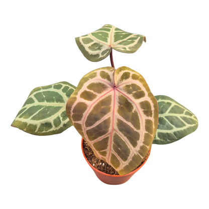 DocBlock Anthurium Zara® '31' X Crystal Red® '12'