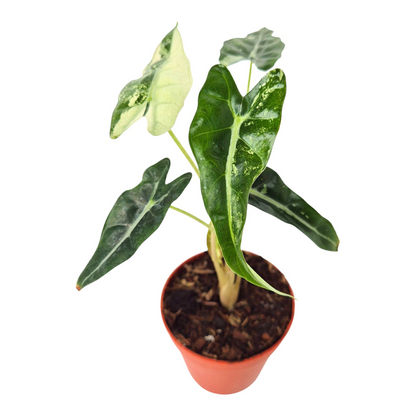 Alocasia Bambino Variegata Pink