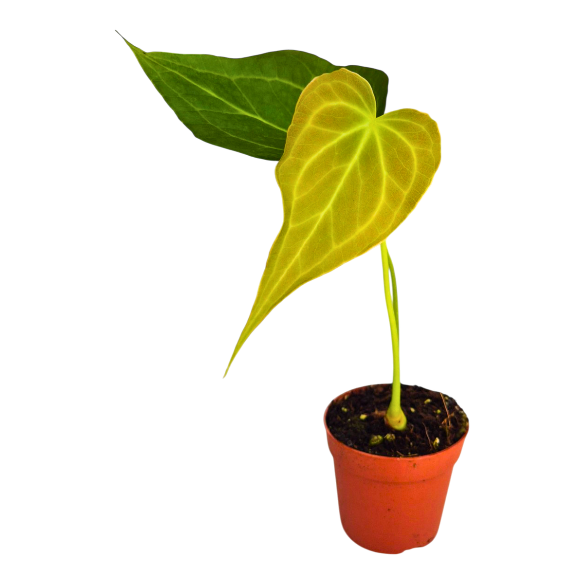 Anthurium Delta Force