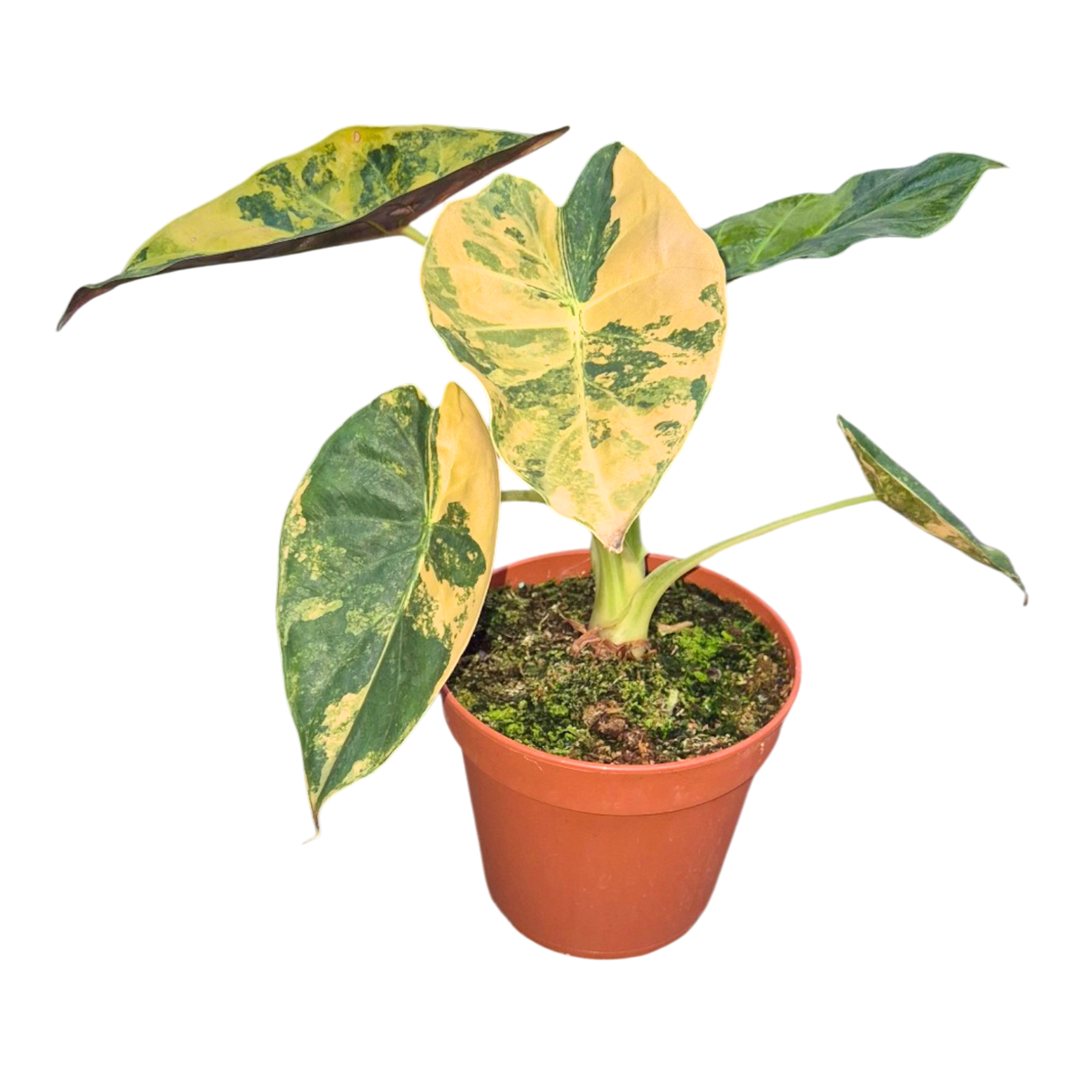 Alocasia Wentii Variegata