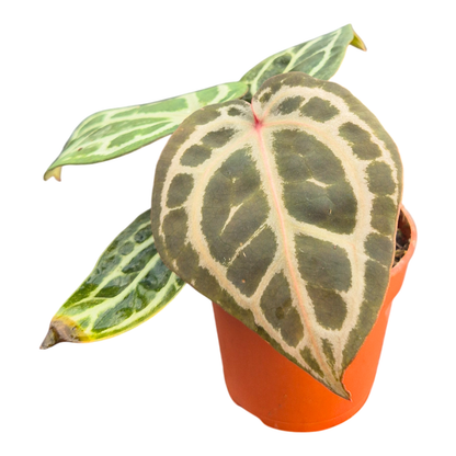 DocBlock Anthurium Home, Sweet Home® '32' X Crystal Red® '12'