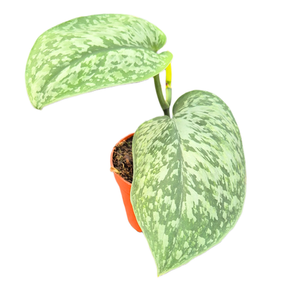 Scindapsus Silver Splash Glow