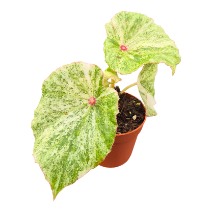 Begonia Rouge Variegata