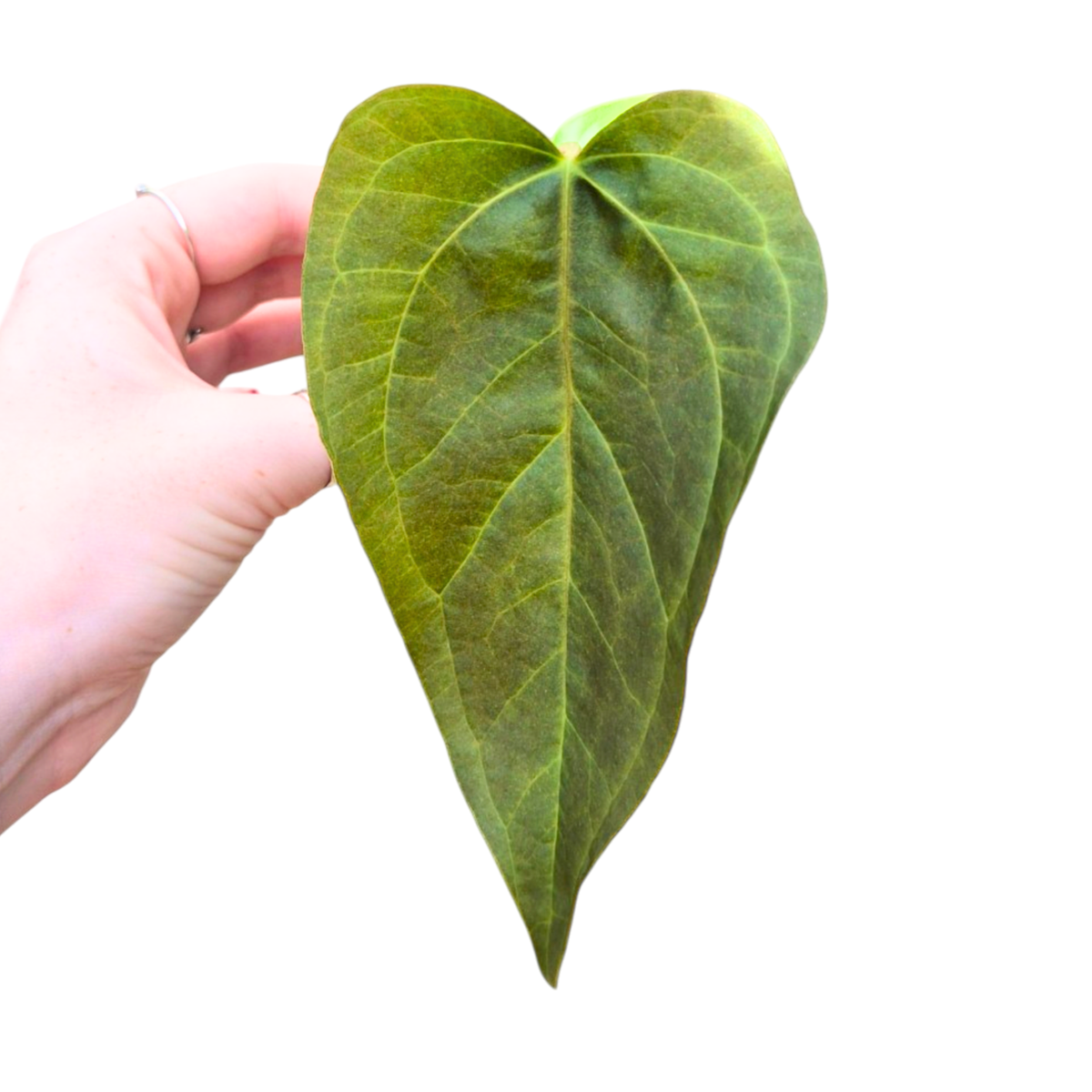 Anthurium Queen of Hearts