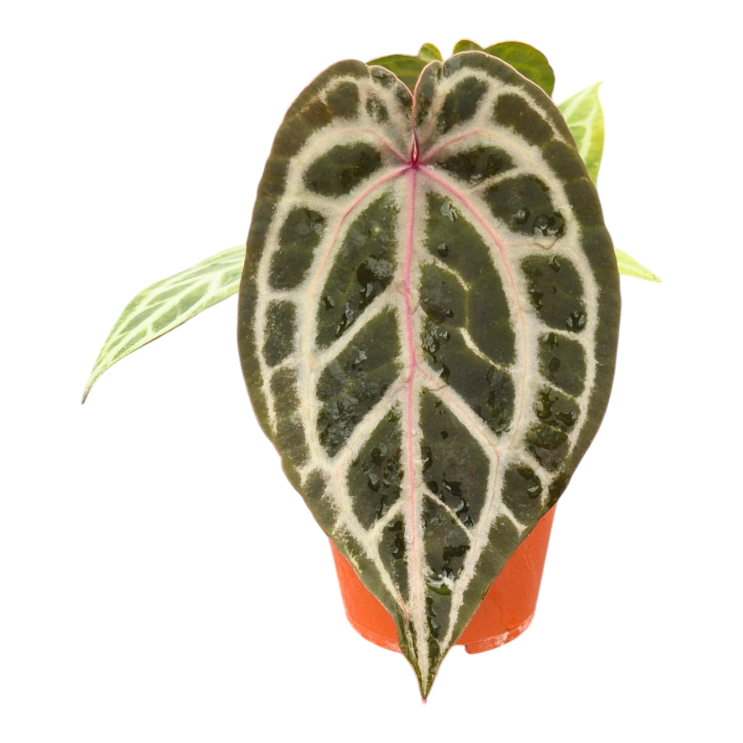 DocBlock Anthurium Zara® '14' X Home, Sweet Home® '32'