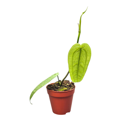 Anthurium sp. Limon