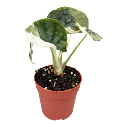 Selected Alocasia Silver Dragon Variegata Albo