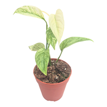 Monstera Laniata Mint