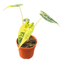Alocasia Bambino Variegata Aurea