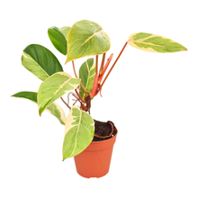 Philodendron Shady Lady