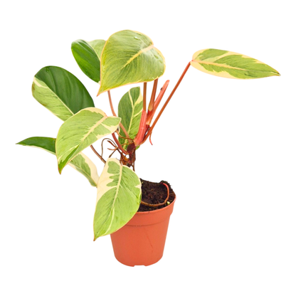 Philodendron Shady Lady