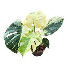 Monstera Thai Constellation Crème Brulee