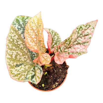 Begonia Snowcap Variegata