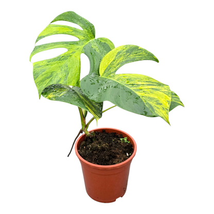 Monstera Deliciosa Aurea Variegata