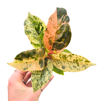 Ficus Shivereana Moonshine